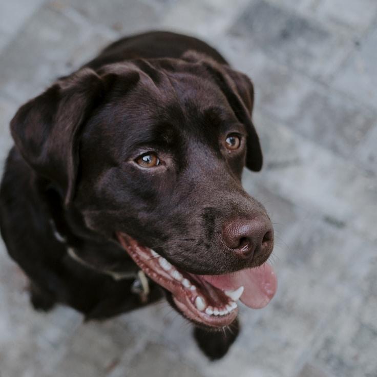 Portrait of a community mentor specializing in Italian cuisine